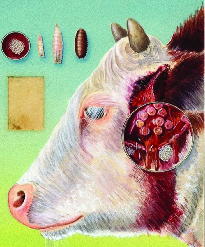 Multiple life stages of NWS on a cow. Photo credit: Art Cushman, USDA Systematics Entomology Laboratory