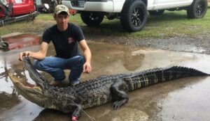 Arkansas Alligator Hunting Permit Now Open For 2026 Season Arkansas Alligator Hunting Permit Now Open For 2026 Season 300x174 