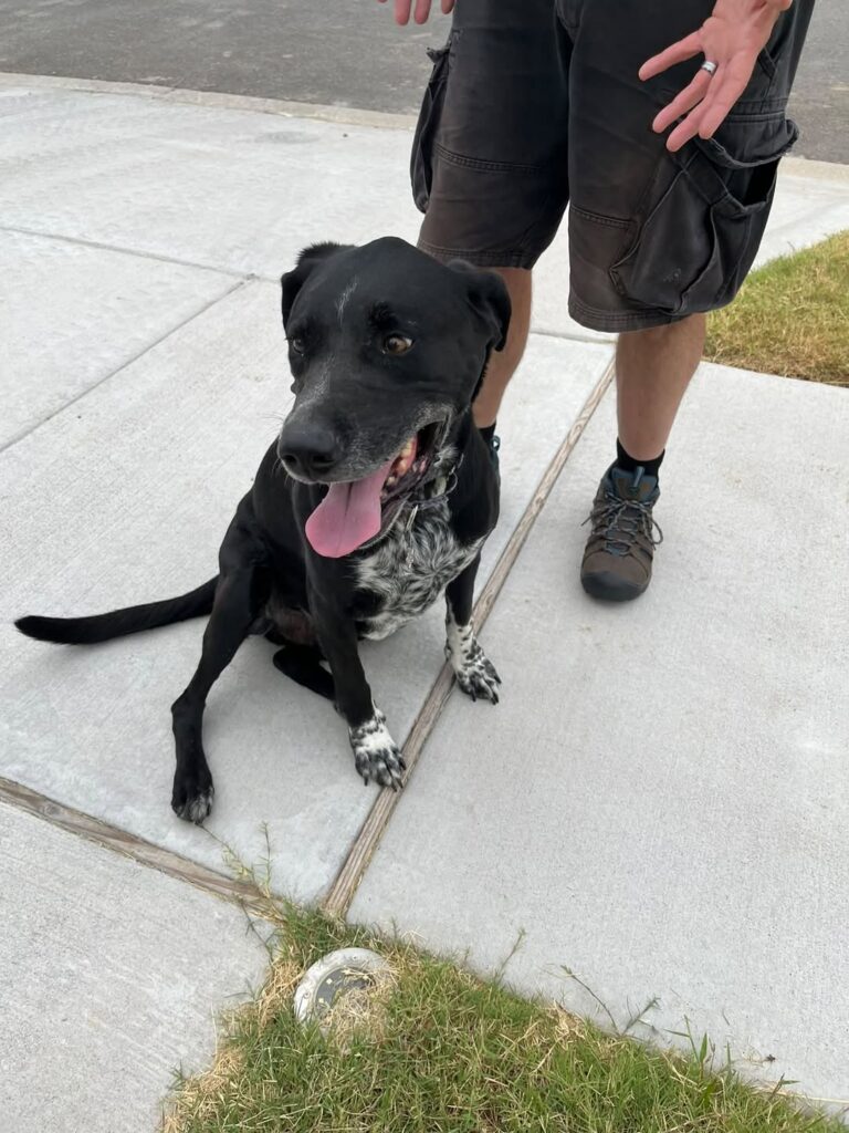 Tontitown Police Department Announces "Found Dog" Awaiting Owner Identification