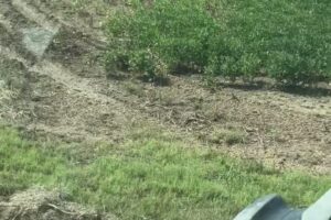 Woodruff County Sheriff’s Office Offers $500 Reward for “Trespassing and Vandalism” Tips