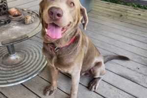 Harrison Police Department Attempts to Reunite Lost Dog with Owner