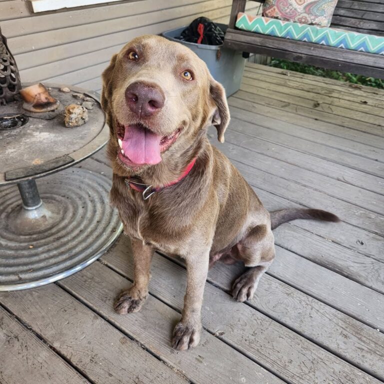Harrison Police Department Attempts to Reunite Lost Dog with Owner
