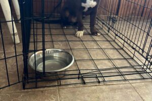 City of Wynne Calls Public to Identify Owner of "Missing Puppy"