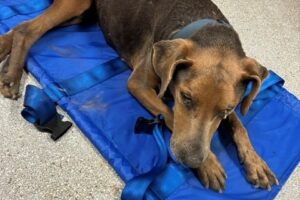 Clay County Sheriff's Office Finds "Lost Dog" Near Royal, Arkansas
