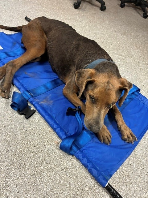 Clay County Sheriff's Office Finds "Lost Dog" Near Royal, Arkansas