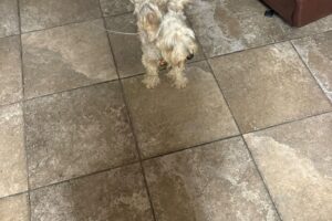 Beebe Fire Department "Brought Stray Dog", Dog To Be Taken to Shelter