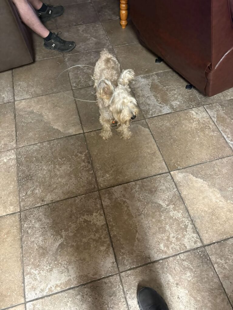 Beebe Fire Department "Brought Stray Dog", Dog To Be Taken to Shelter