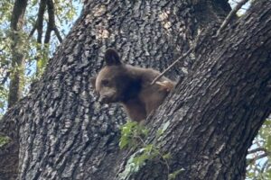Arkansas Authorities Secure "Bear" Spotted In City