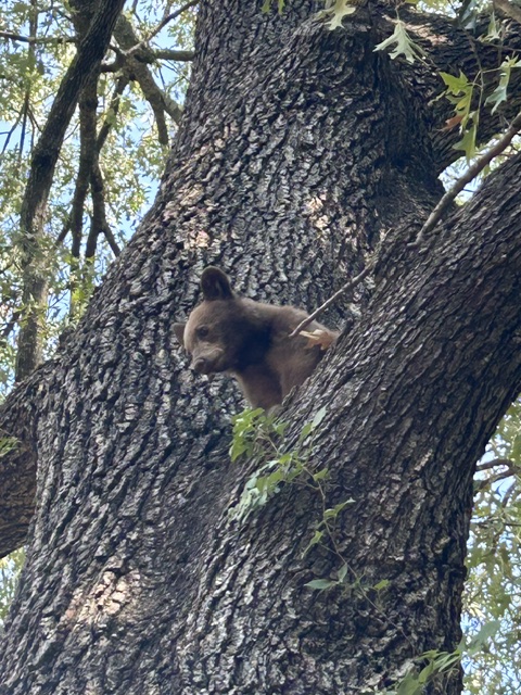 Arkansas Authorities Secure "Bear" Spotted In City