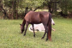 Police Deputies Request Public Help Identifying Horses In Independence County, Arkansas