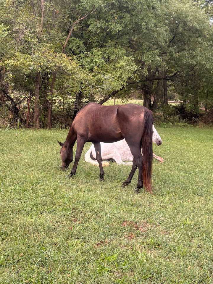 Police Deputies Request Public Help Identifying Horses In Independence County, Arkansas