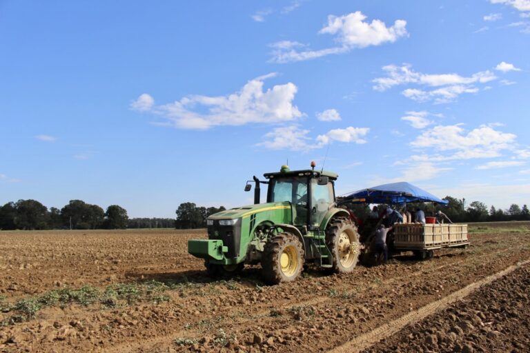 Inspectors Called In To Oversee Potato Fields In Arkansas