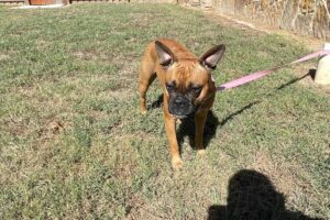 Police Release Heartbreaking Message After Dog Discovery