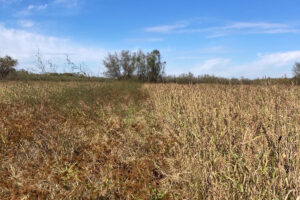 Sad News For Hunters In Arkansas Confirmed By Arkansas Game & Fish