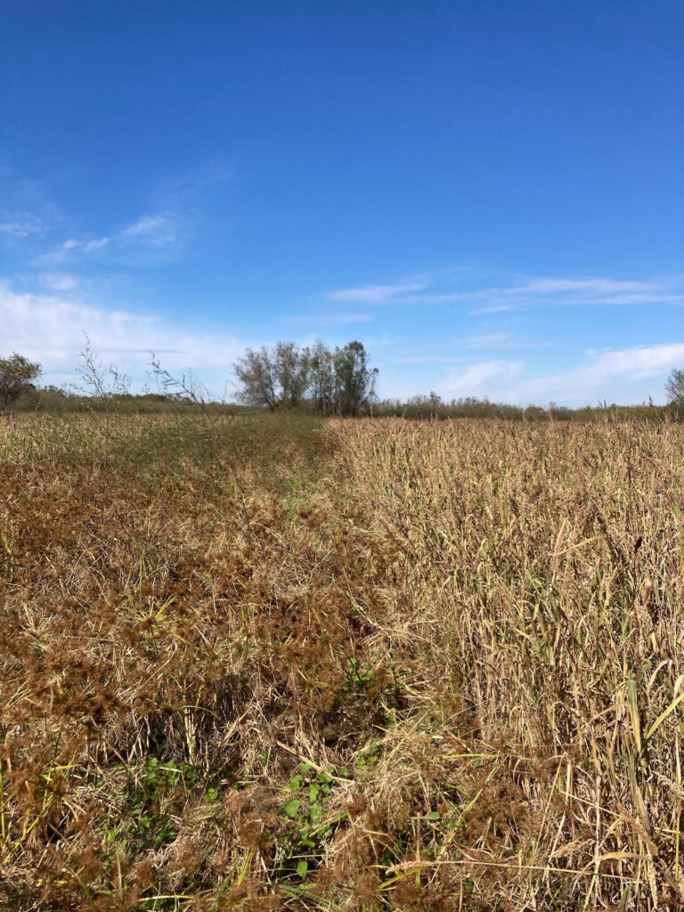 Sad News For Hunters In Arkansas Confirmed By Arkansas Game & Fish